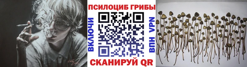 Галлюциногенные грибы Psilocybe  Дыгулыбгей 